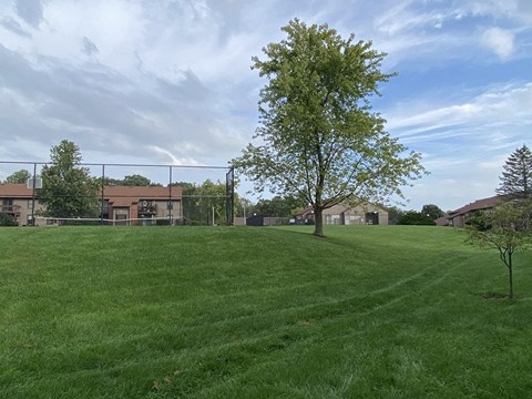 A large grassy field with a tree in the foreground and buildings in the background.