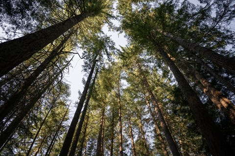 A forest of tall trees reaching up towards the sky.