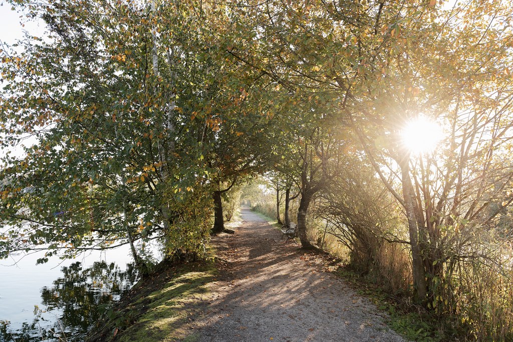 A pathway with trees on both sides leading to a body of water.