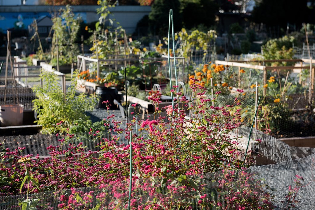 A garden with a variety of plants and flowers.