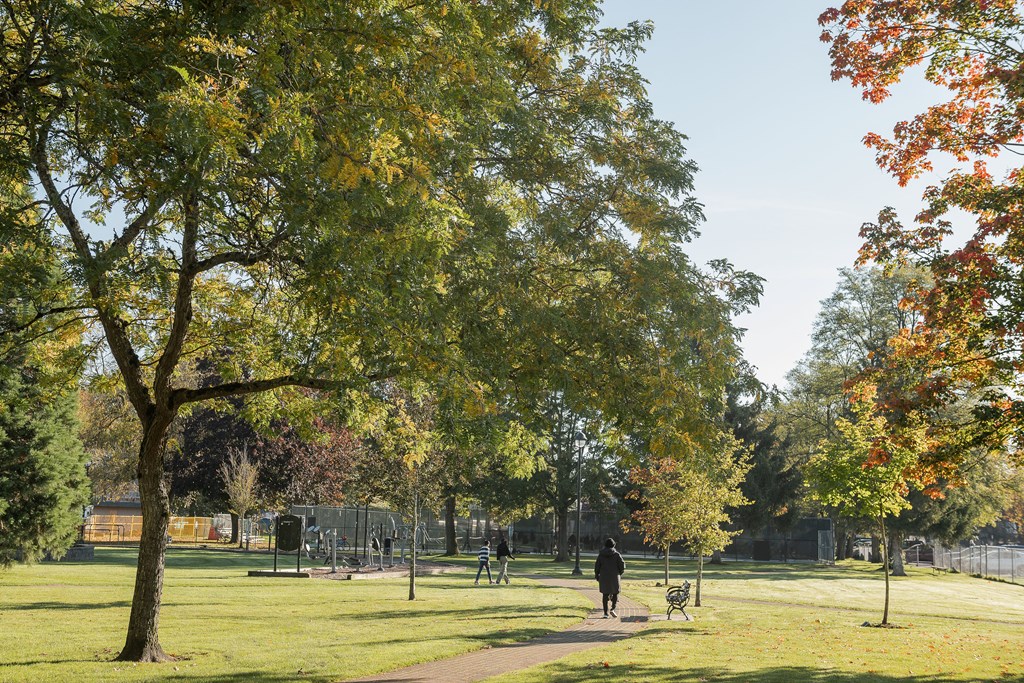 A person is walking on a path in a park with trees on either side.