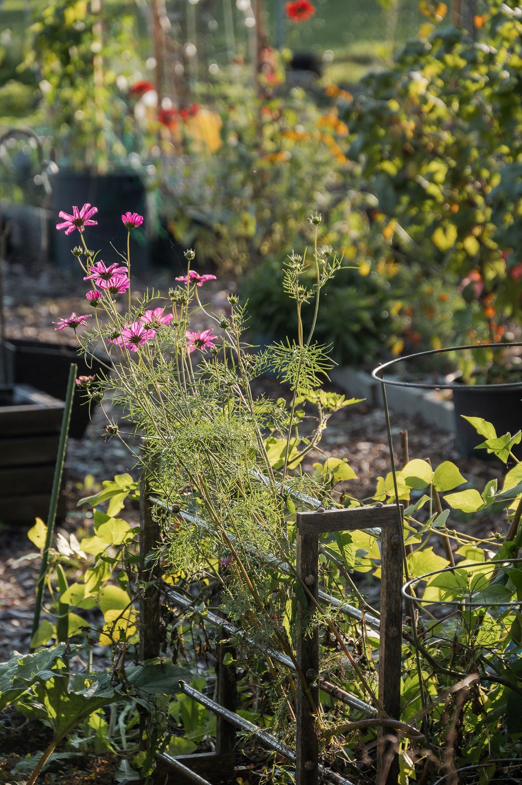 A garden with a plant with pink flowers in the foreground.