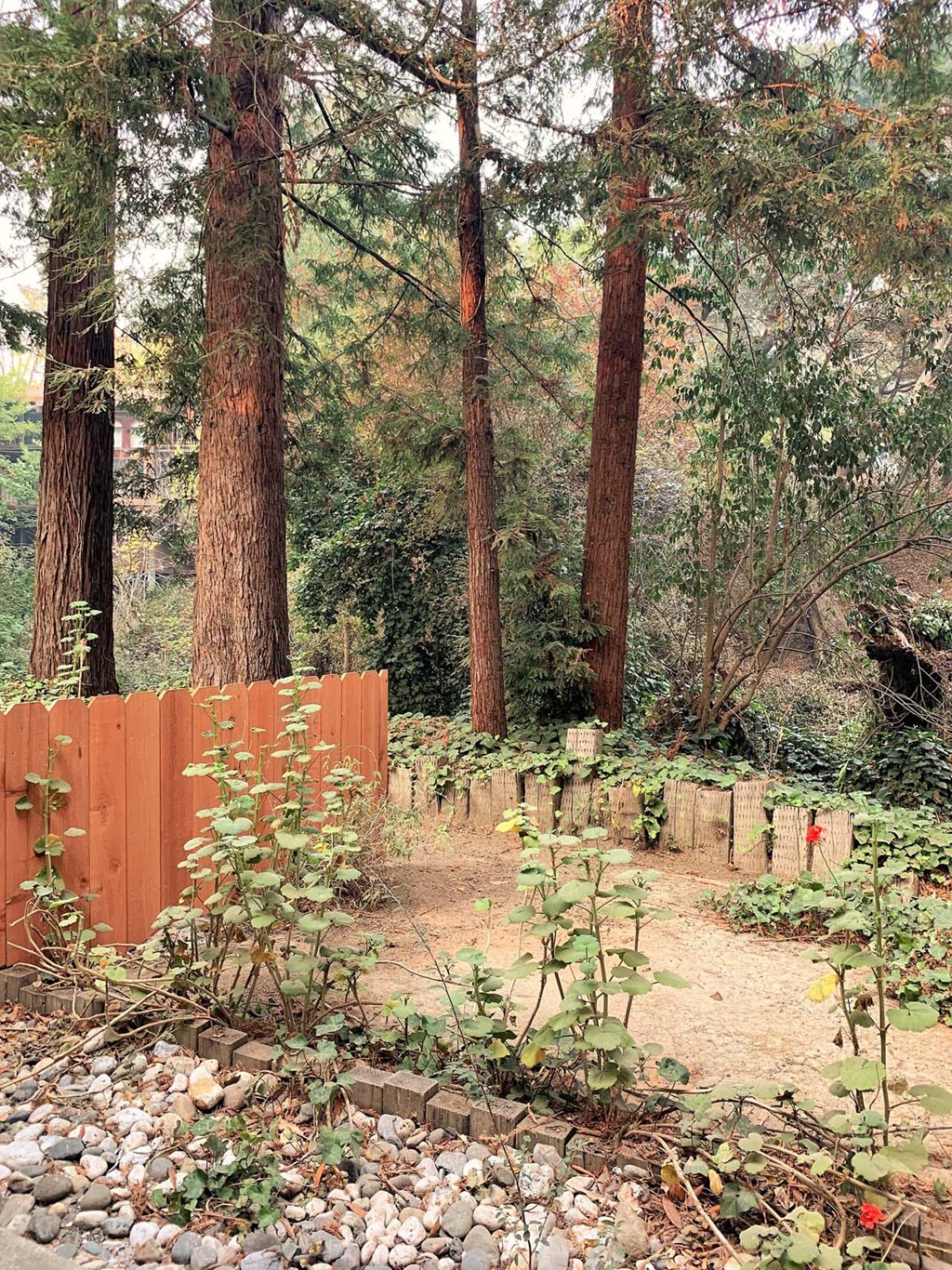 a wooded area with trees and a fence