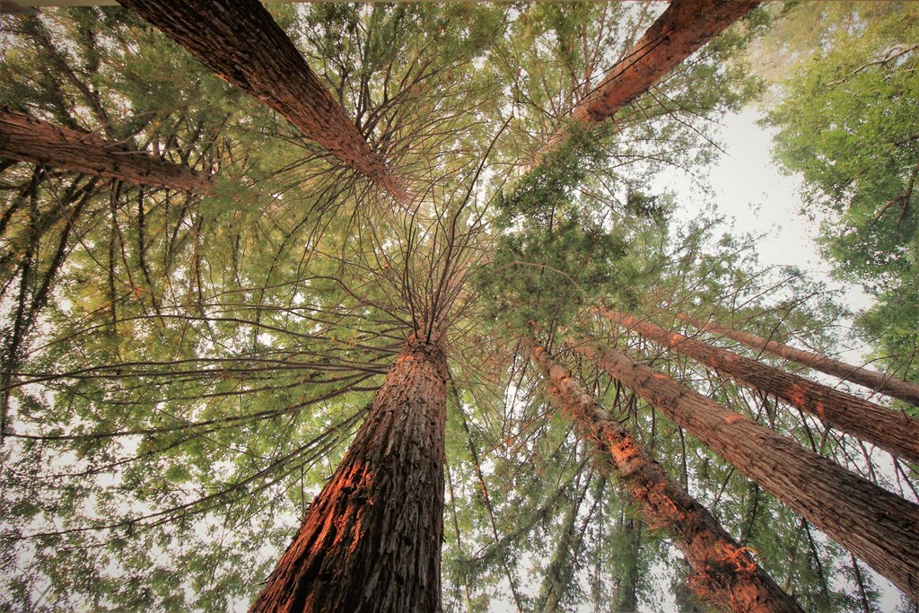 a group of redwoods with the sky in the background