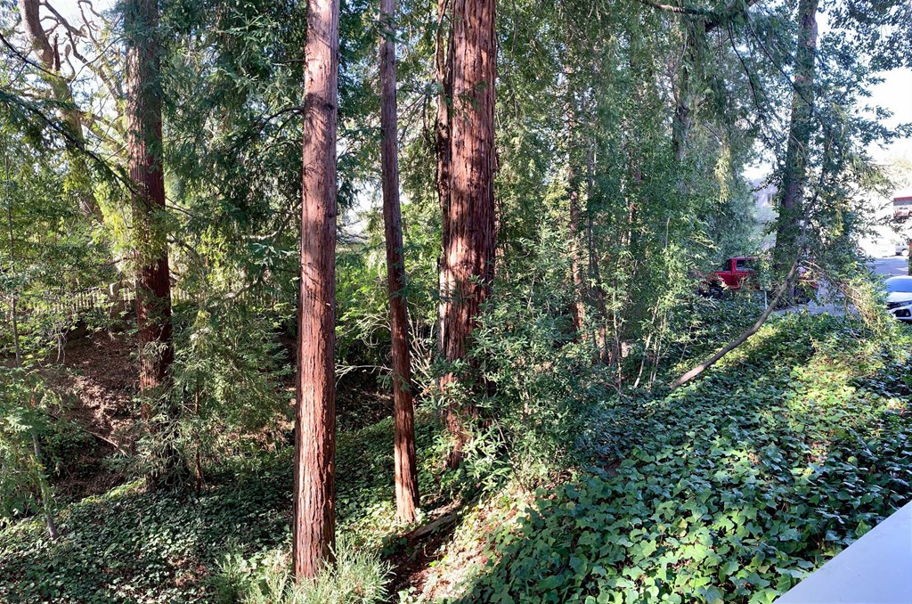 a group of trees in a forest next to a road
