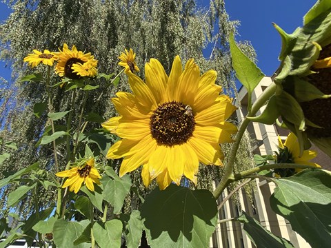 a group of sunflowers in a garden with a fence