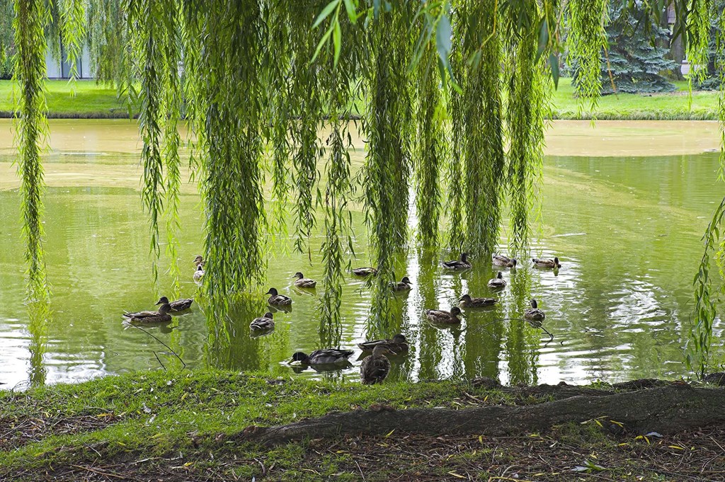 Duck Pond