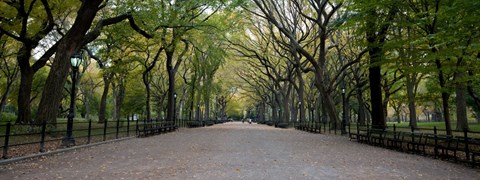 A tree-lined pathway in a park.