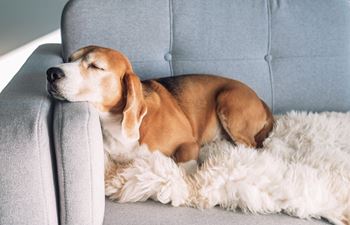 A dog is sleeping on a grey couch with a white fluffy blanket.