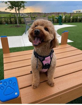 A small dog wearing a pink harness sits on a wooden bench.