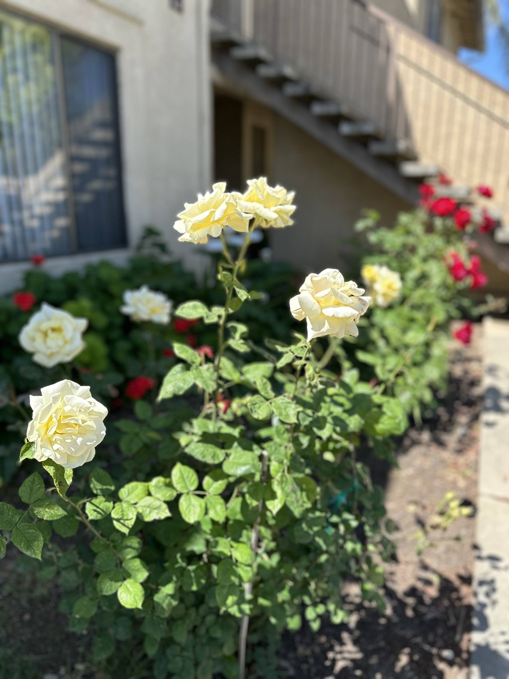 A white rose in the middle of a garden.