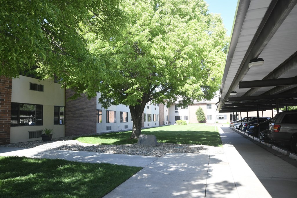 a tree in the middle of a sidewalk in front of a building