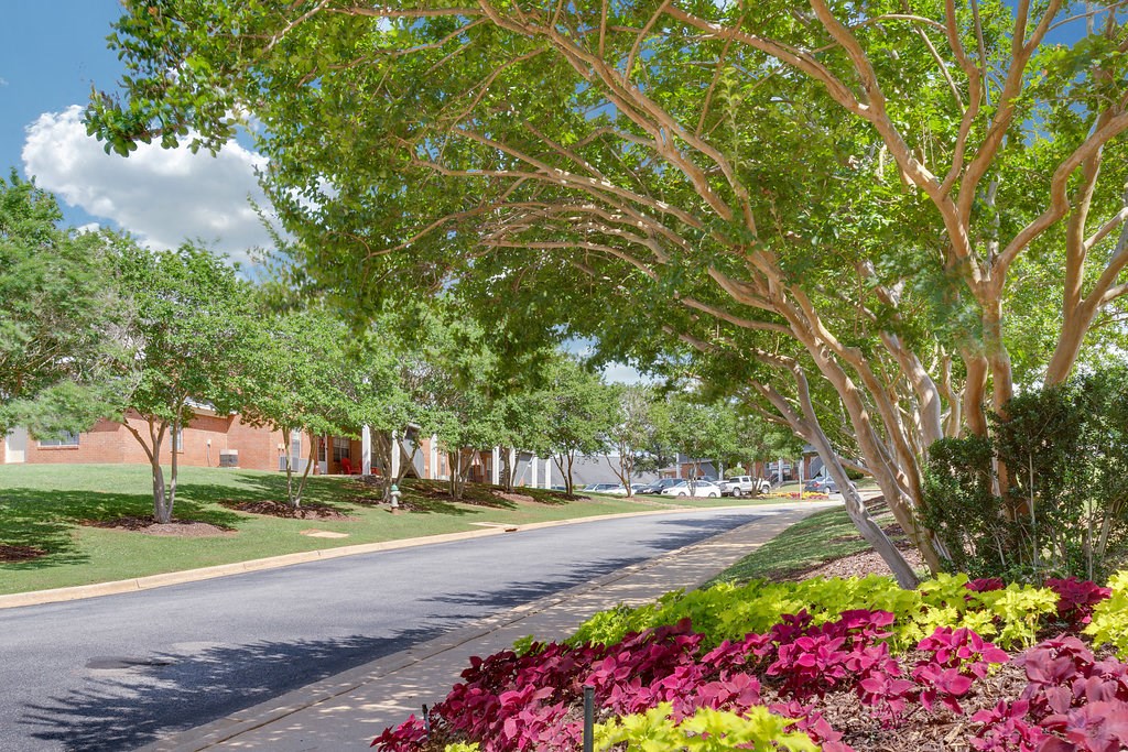 a street with trees and flowers on the side of it