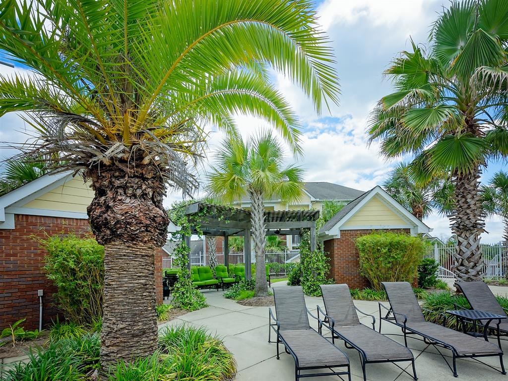 lounge chairs underneath palm trees