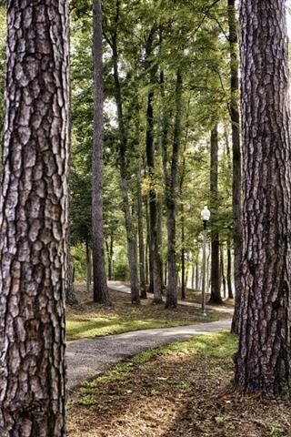 a path through the trees in a park