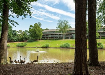 1409 Roper Mountain Road 1-3 Beds Apartment for Rent - Photo Gallery 5