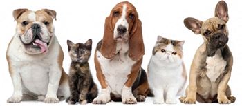 Pets Welcome