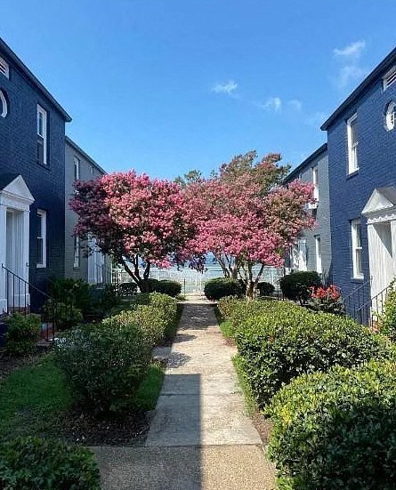 A tree with pink flowers is in the middle of a sidewalk lined with bushes and houses.