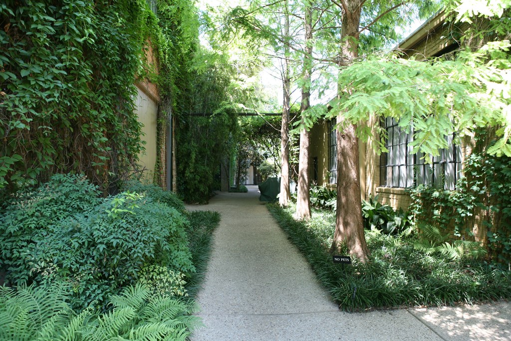 A pathway surrounded by green plants and trees.