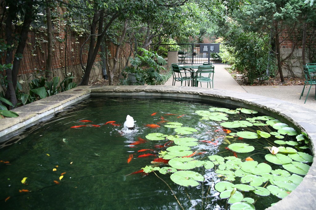 A pond with a white swan and koi fish.