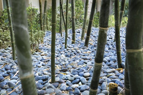 a path filled with rocks and a bamboo forest