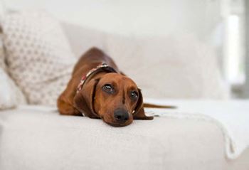 a small brown dog laying on a white couch
