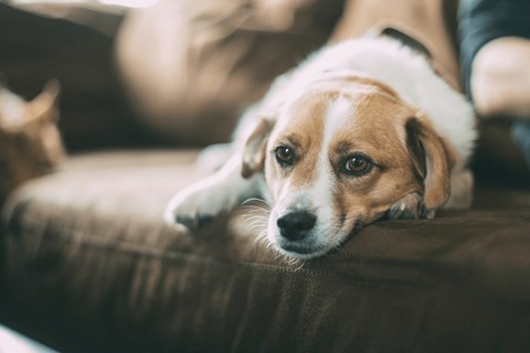 a brown and white dog laying on a couch