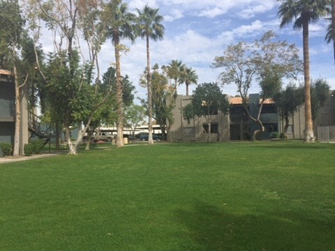 a large lawn with palm trees in front of a building