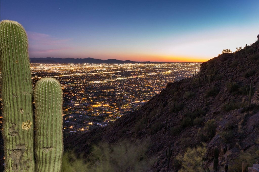a view of the city at night from a hill with a cactus