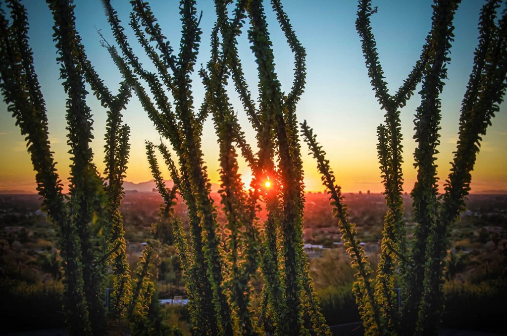 the sunset through aloe vera trees in the desert