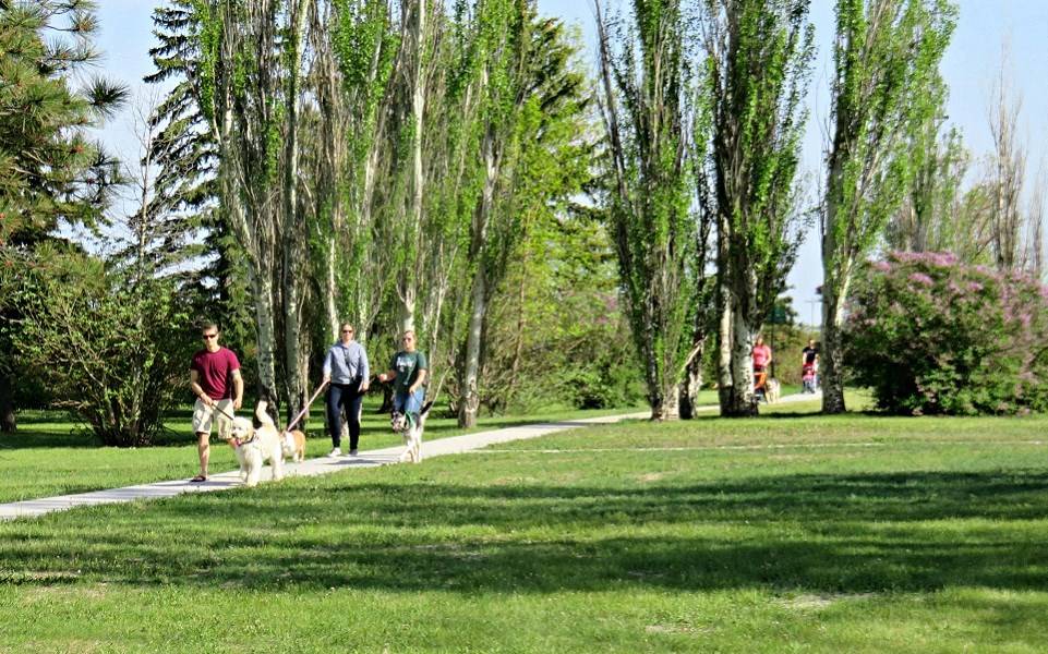 a group of people walking their dogs in a park