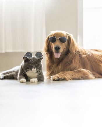 a dog and a cat wearing sunglasses laying on the floor