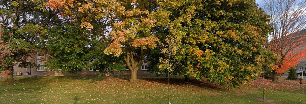 A tree with orange leaves stands in a grassy area.