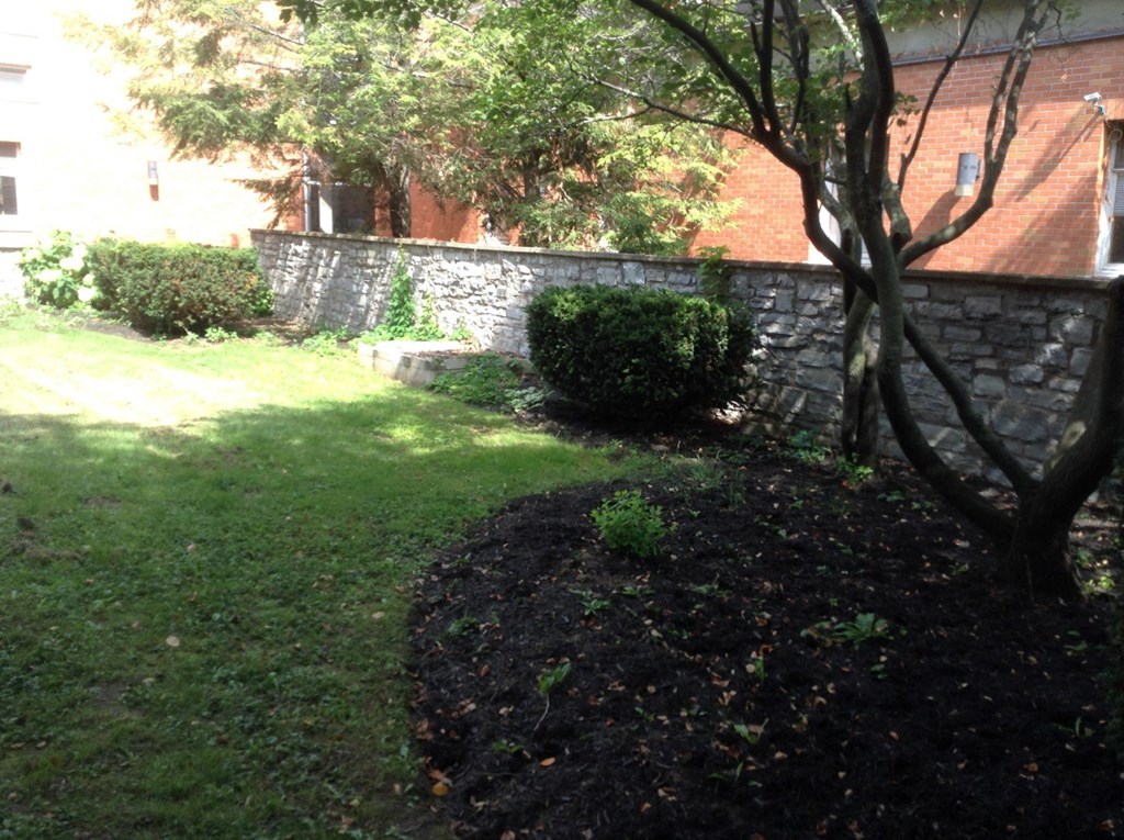 A tree is growing in a garden bed.