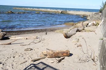 a beach with driftwood and the water in the background