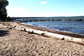 a beach at the water with logs on the sand