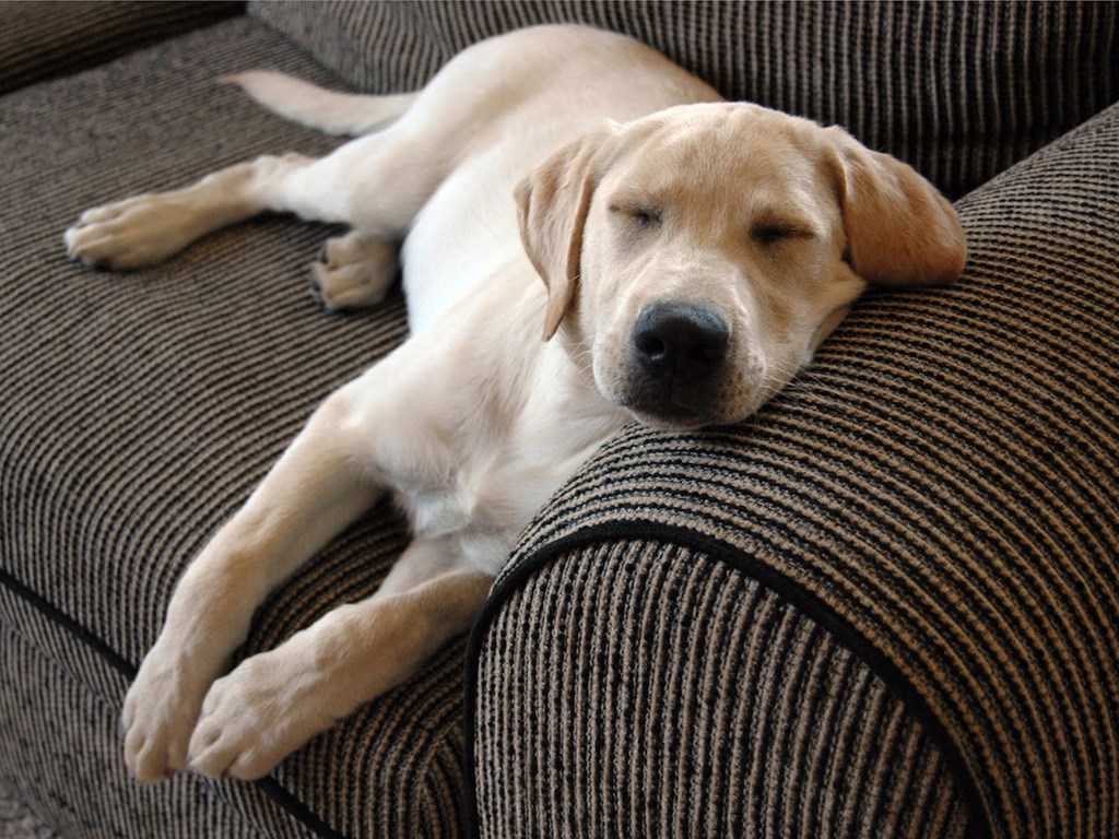 A dog is sleeping on a brown couch.
