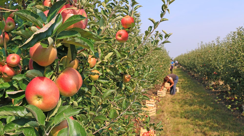 A row of apple trees with ripe apples hanging from them.