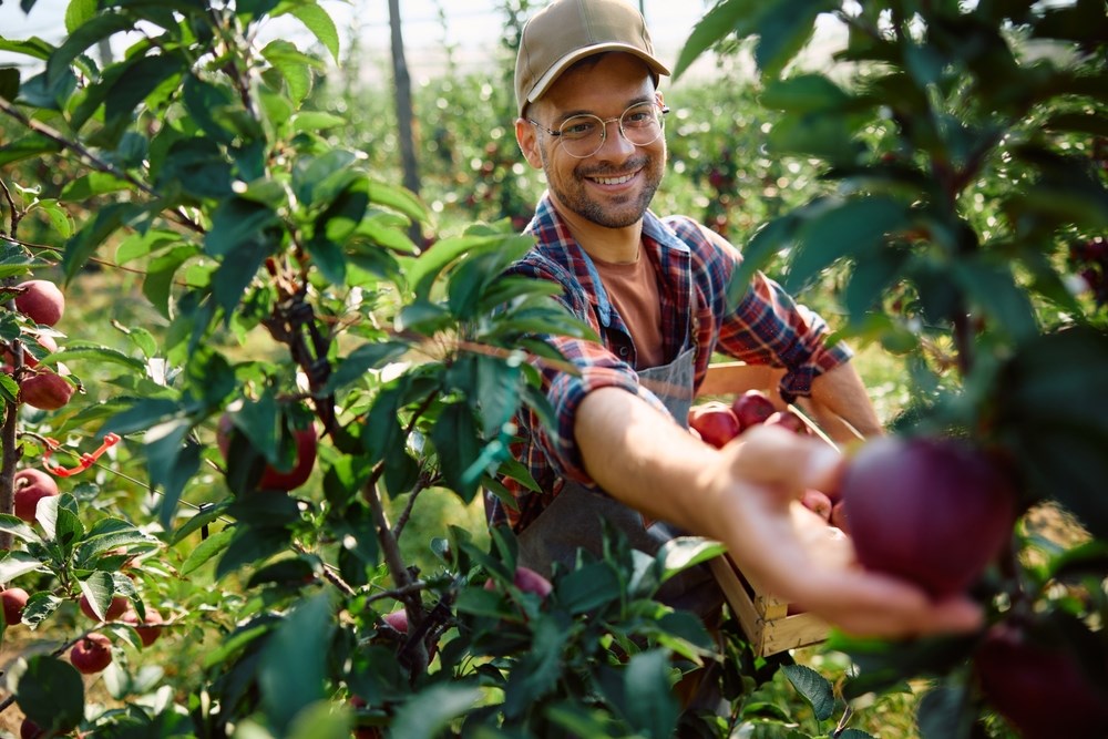 A man picking a plum from a tree.