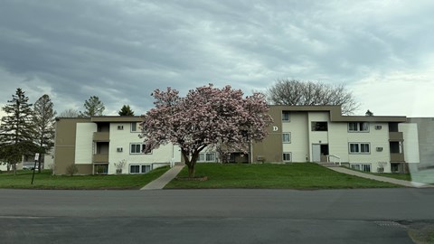 A tree with pink blossoms stands in front of apartment buildings.