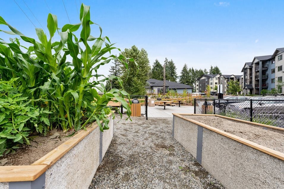 a community garden with plants and a fence