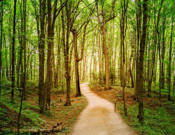 A dirt path winds through a forest of trees.