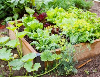 A garden box full of green vegetables.