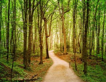 A dirt path winds through a forest of tall trees.