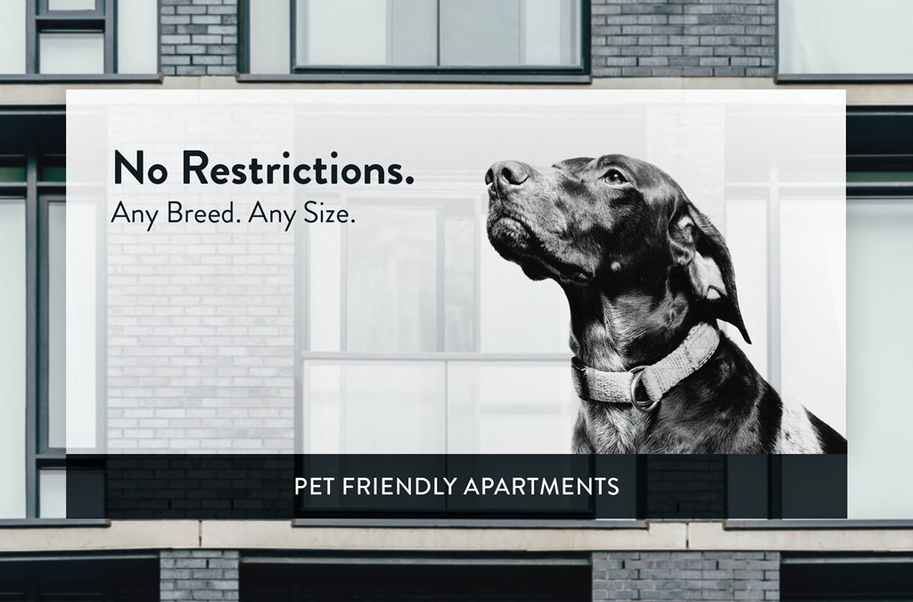 Central Flats Pet Friendly