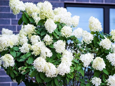 Cadence Apartments Exterior, Bloomington, Minnesota
