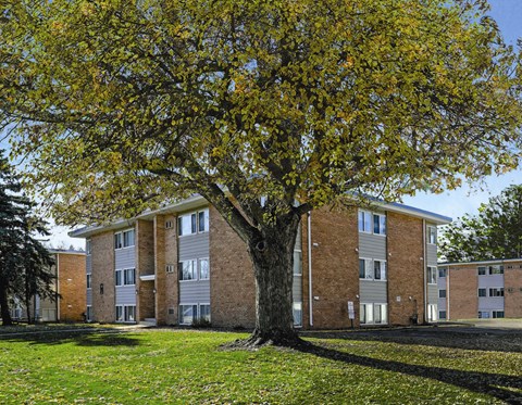 A tree in front of apartment buildings.