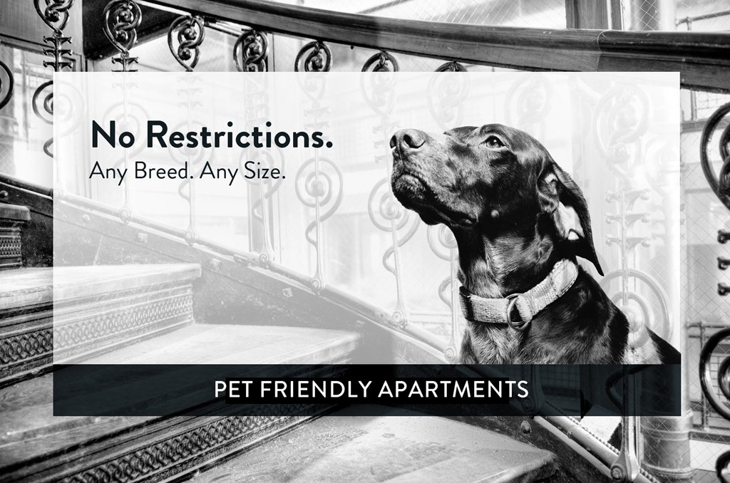 Lago: Pet Friendly, No Restrictions!