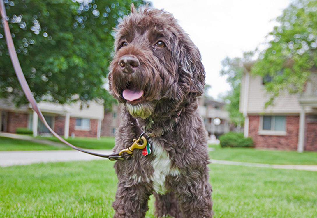 Buffalo Creek Apartments
