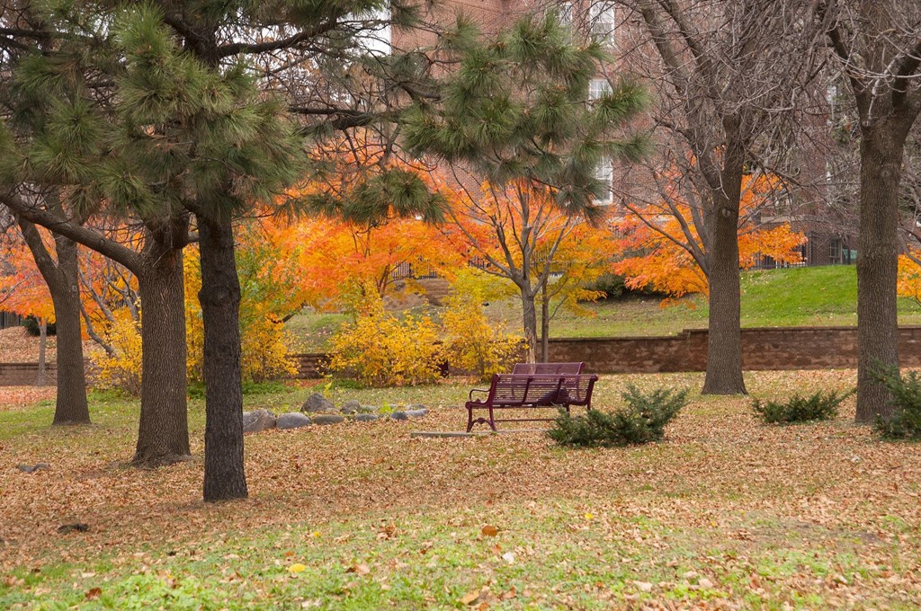 Yard at The Cambric Senior Apartments, St. Paul